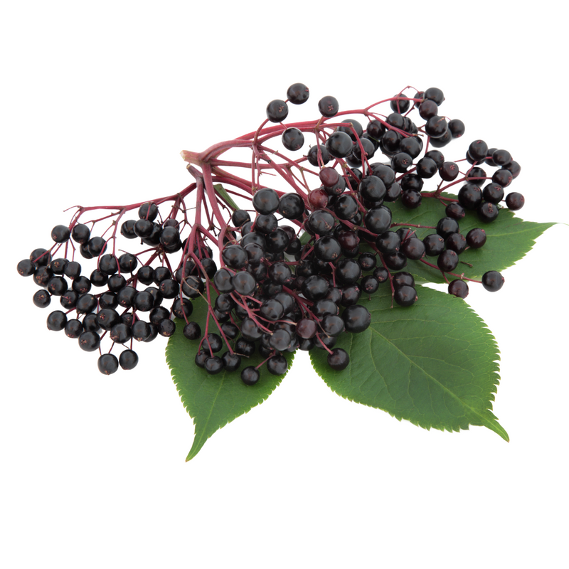 elderberry