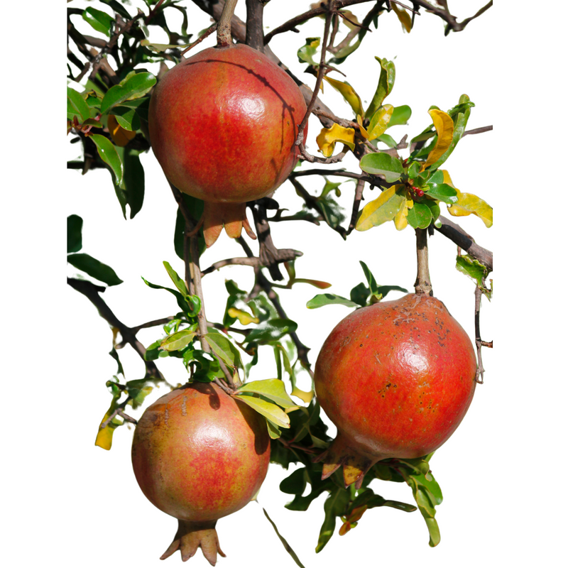 Puncia Granatum 'Afganski'