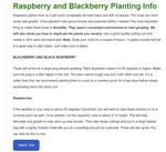 Raspberry plants 4 plants natural varieties NON GMO
