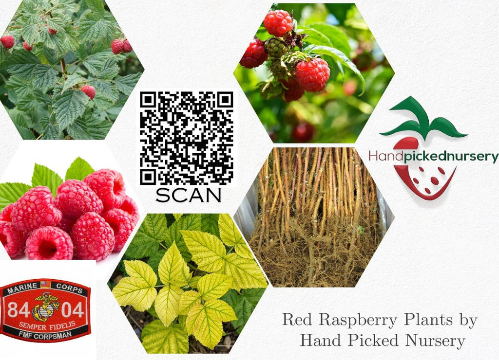 1 Gallon Potted Caroline Red Raspberry Plant - NON GMO - Buy 3 Get 1 FREE