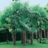 Chinese Windmill Palm - Trachycarpus fortunei