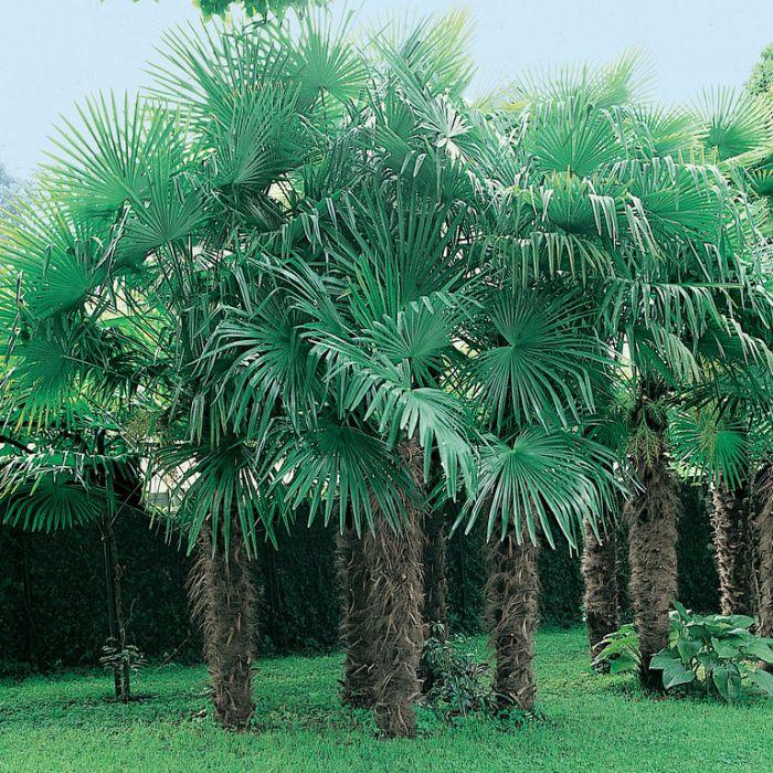 Chinese Windmill Palm - Trachycarpus fortunei