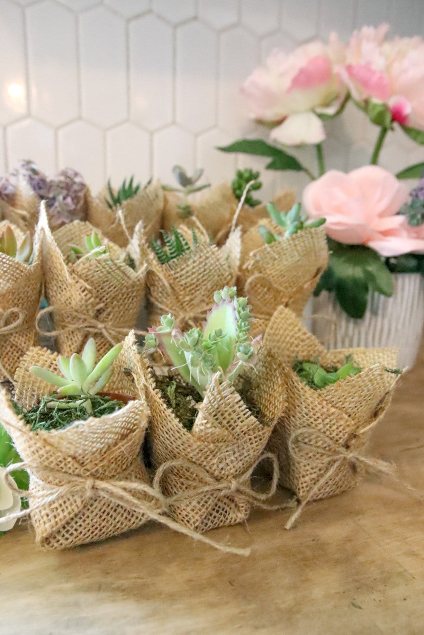 Wedding Succulent Party Favors Gift With Burlap Rustic, Set of 10, Wedding  Days Favors, Birthday Succulent Favors, Bridal Shower Favors 